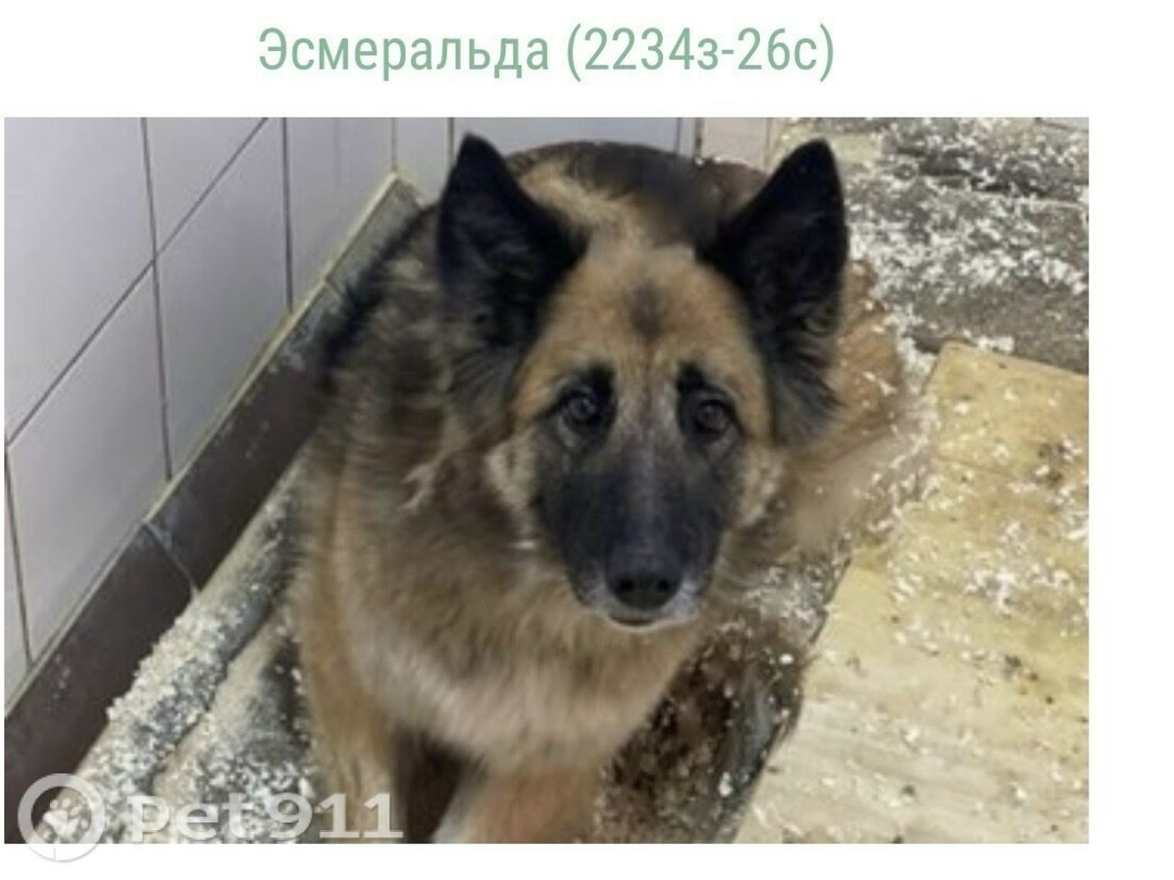 Найдена собака в Ейске — фото объявления