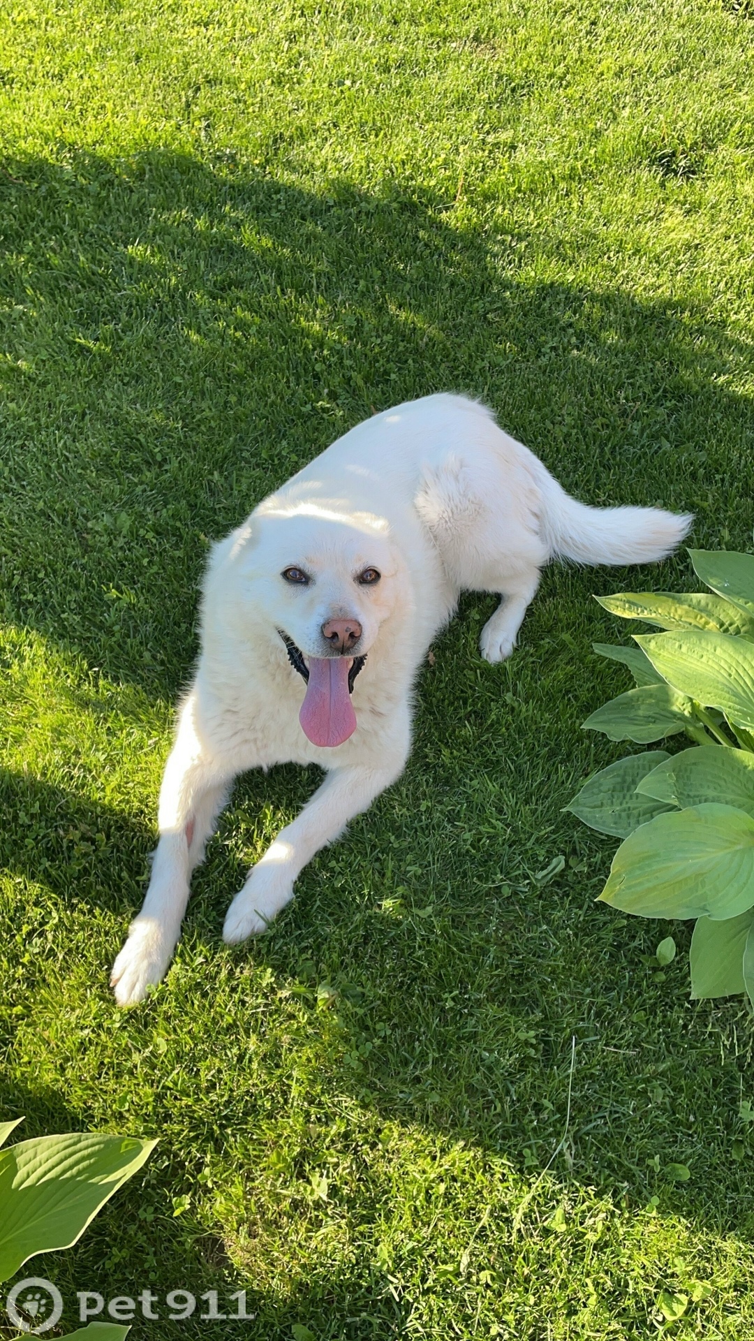 Пропала собака в Ейске — фото объявления