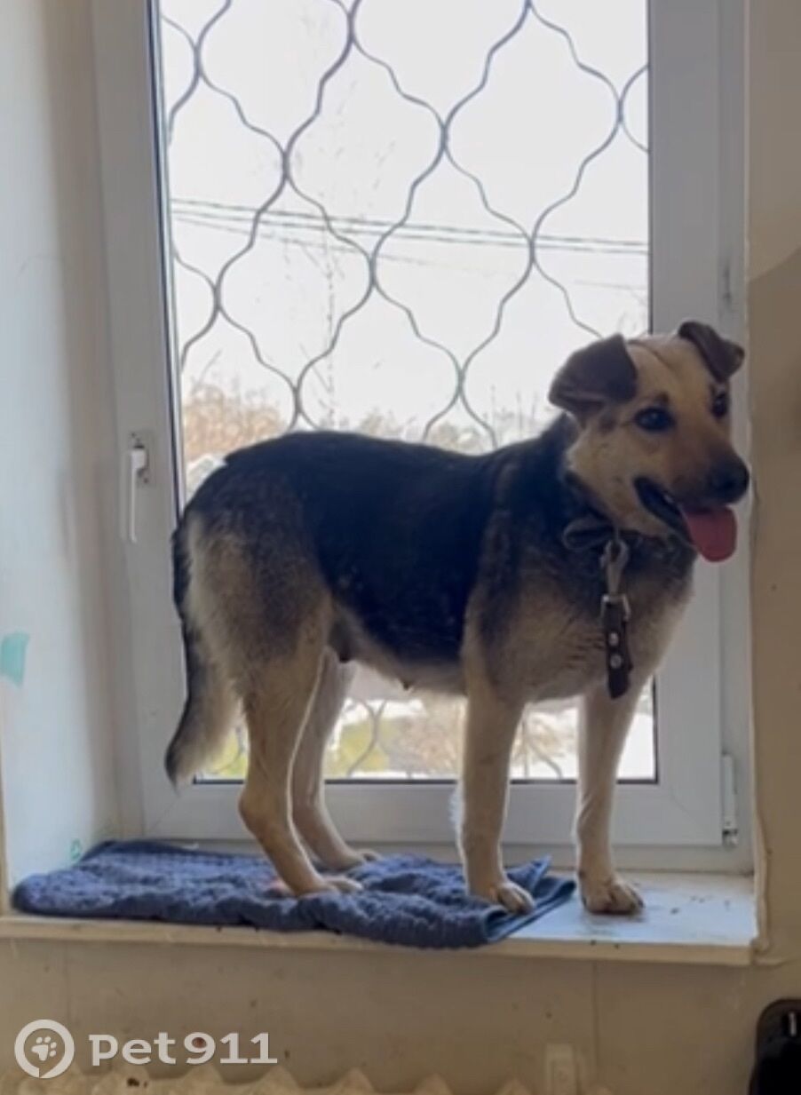 Пропала собака в Ейске — фото объявления