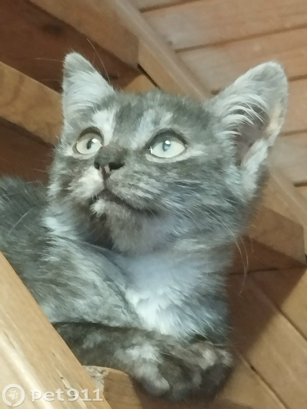 Пропала кошка в Ейске — фото объявления