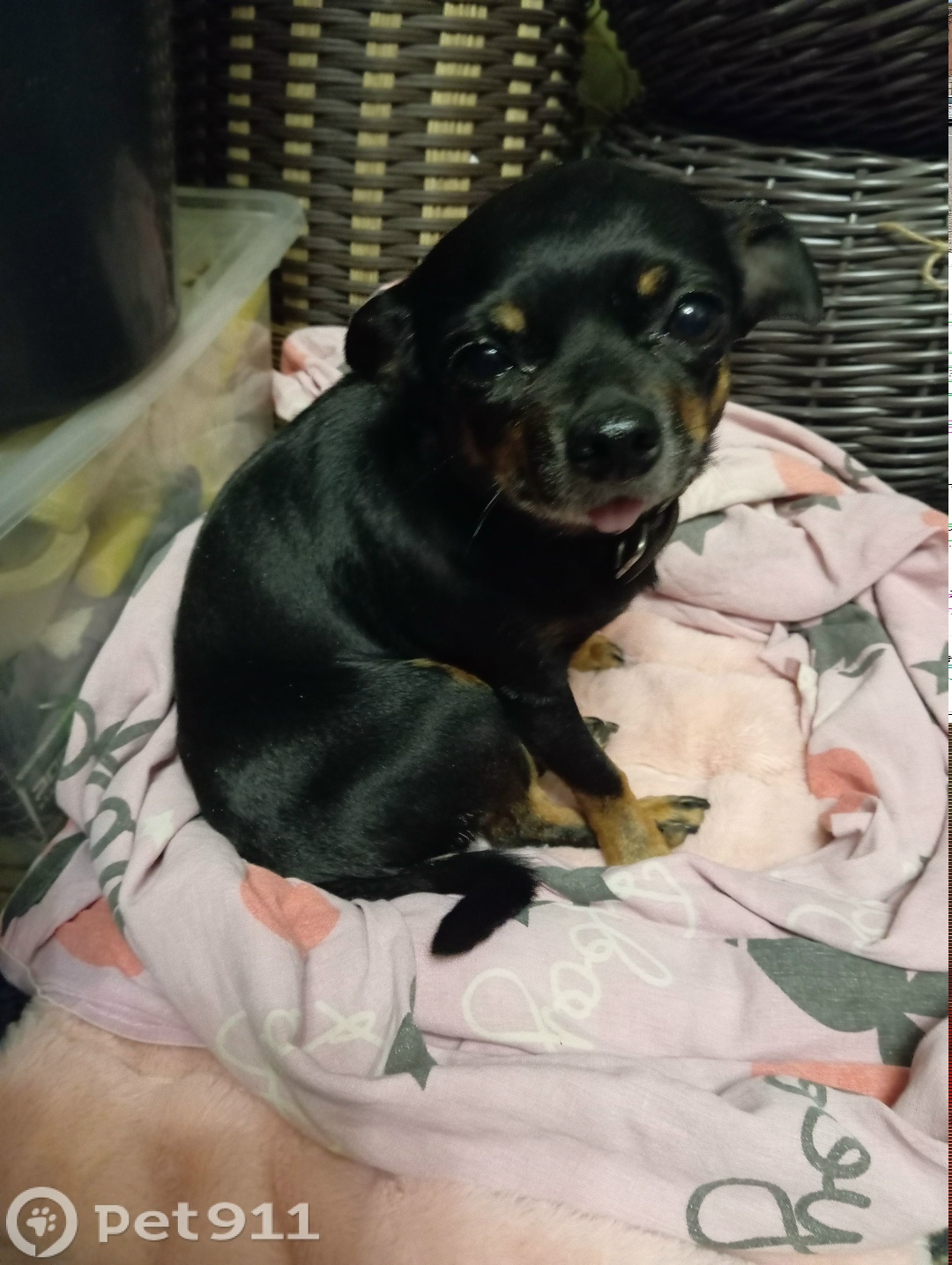 Найдена собака в Ейске — фото объявления