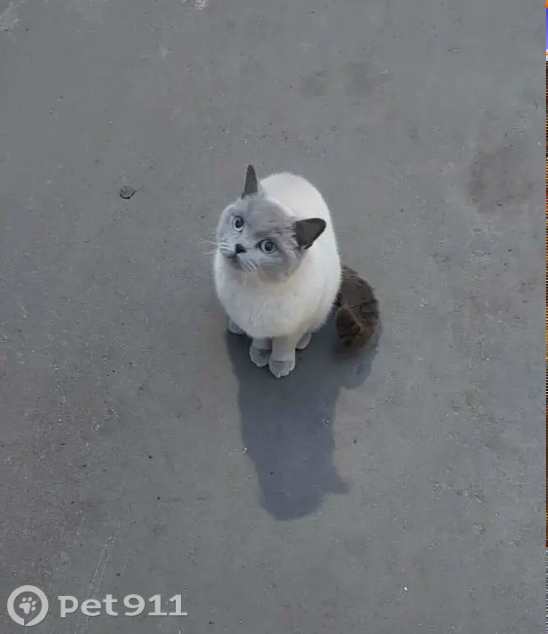 Найдена кошка в Ейске — фото объявления