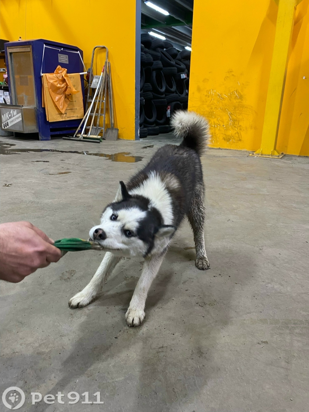 Найдена собака в Ейске — фото объявления