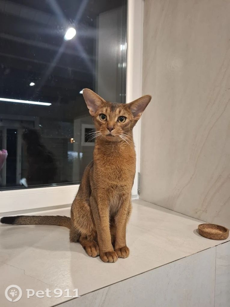 Пропала кошка в Ейске — фото объявления