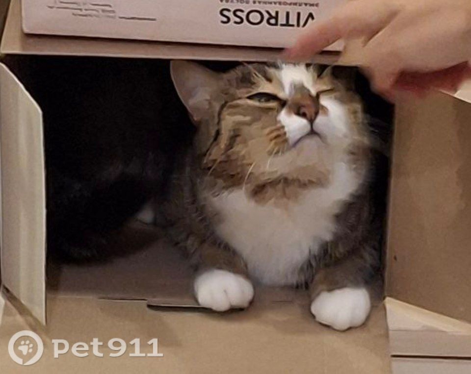 Пропала кошка в Ейске — фото объявления