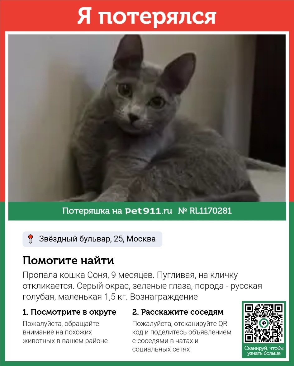 Пропала кошка в Ейске — фото объявления