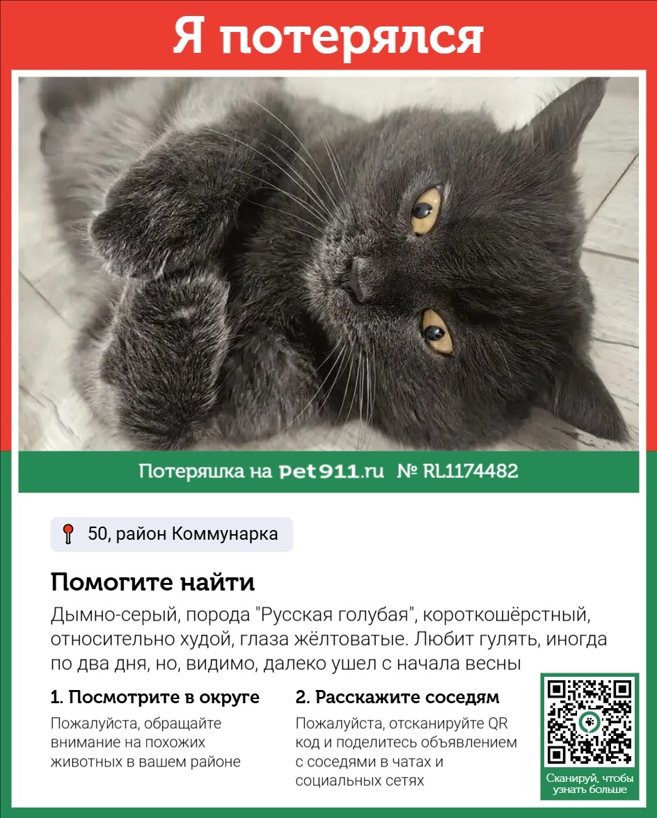 Пропала кошка в Ейске — фото объявления