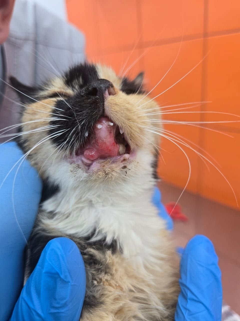 Найдена кошка в Ейске — фото объявления