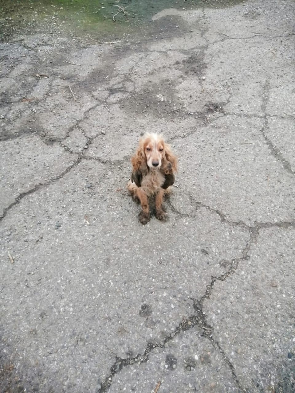 Найдена собака в Ейске — фото объявления