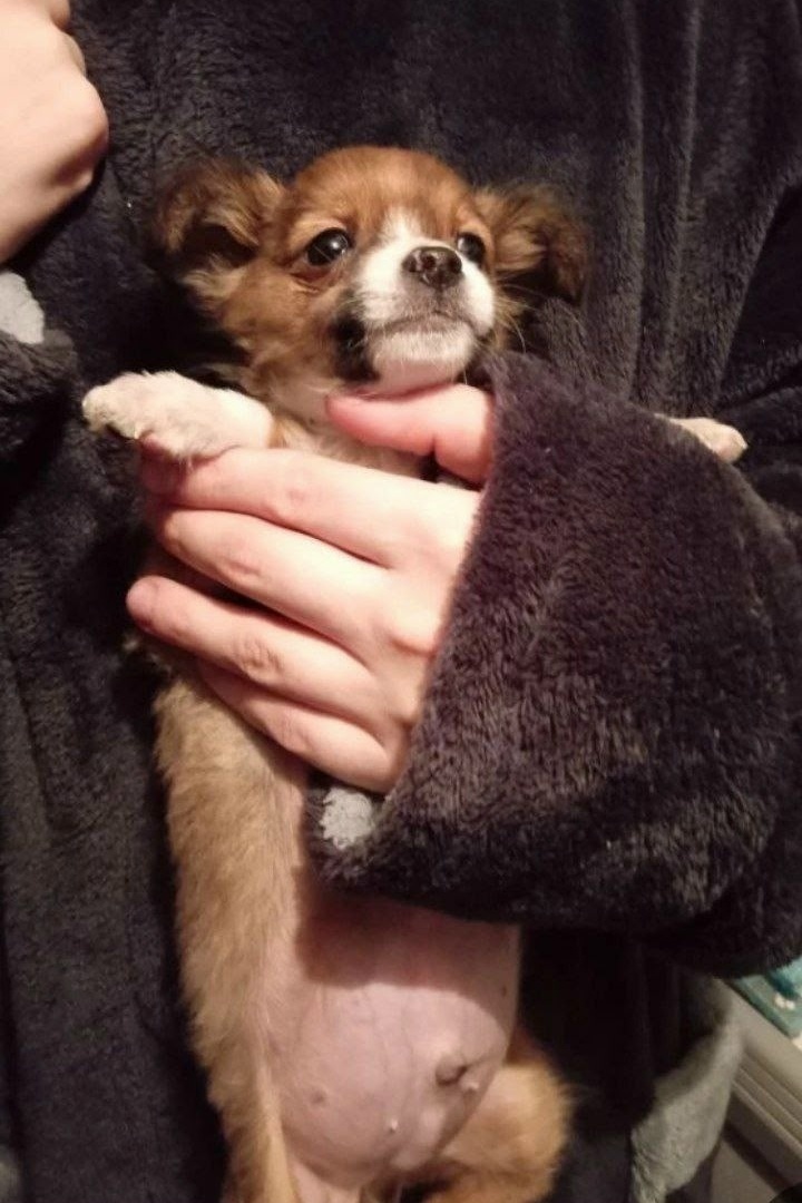 Найдена собака в Ейске — фото объявления