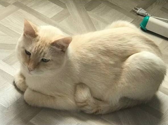 Пропала кошка в Ейске — фото объявления