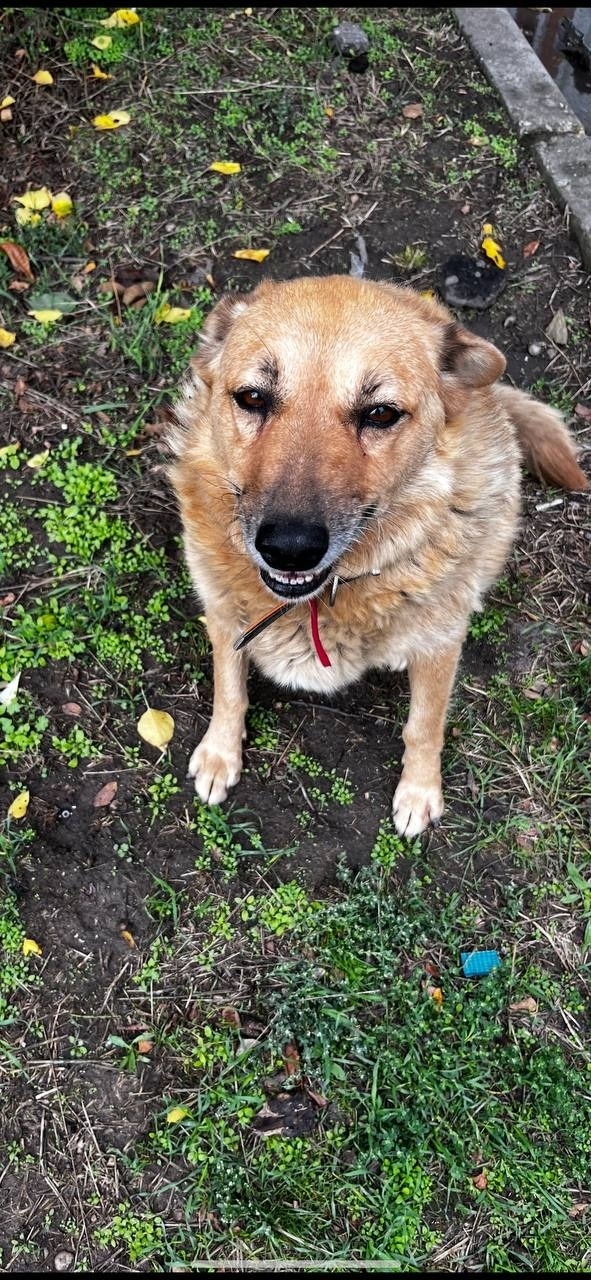 Пропала собака в Ейске — фото объявления