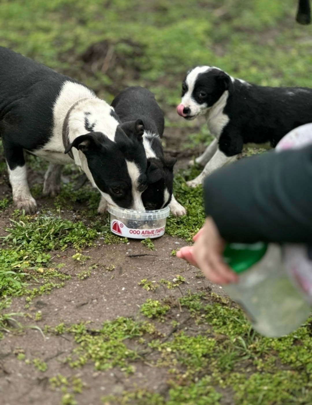 Найдена собака в Ейске — фото объявления