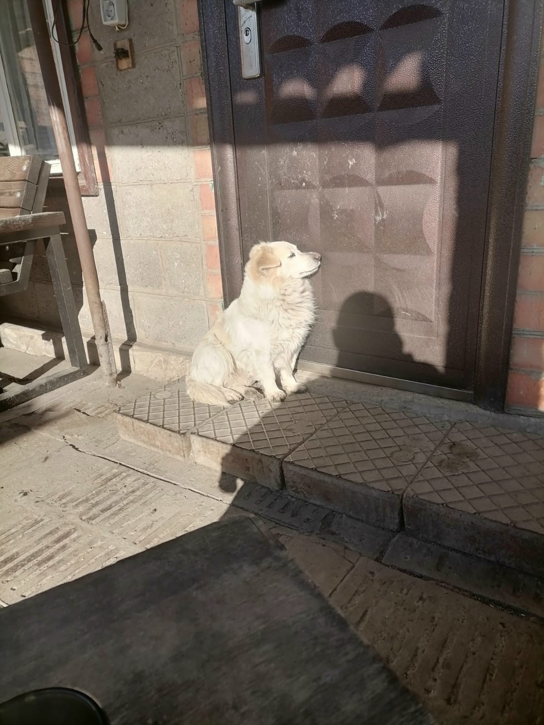 Пропала собака в Ейске — фото объявления