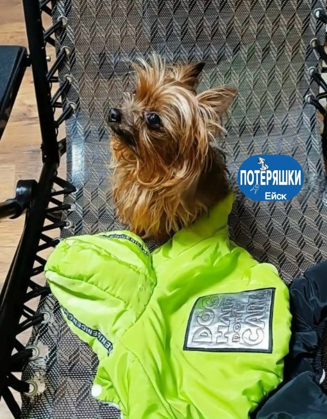 Найдена собака в Ейске — фото объявления