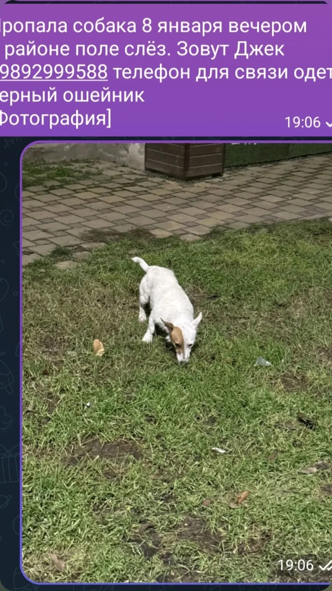 Пропала собака в Ейске — фото объявления