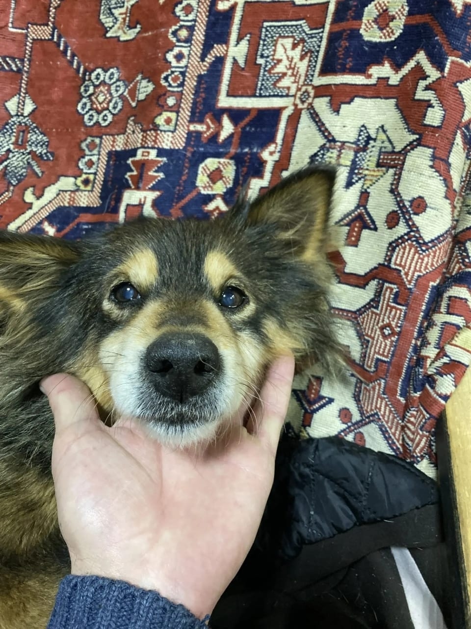 Найдена собака в Ейске — фото объявления