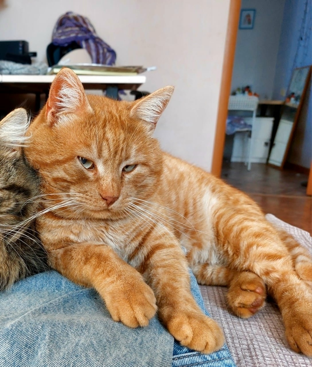 Пропала кошка в Ейске — фото объявления