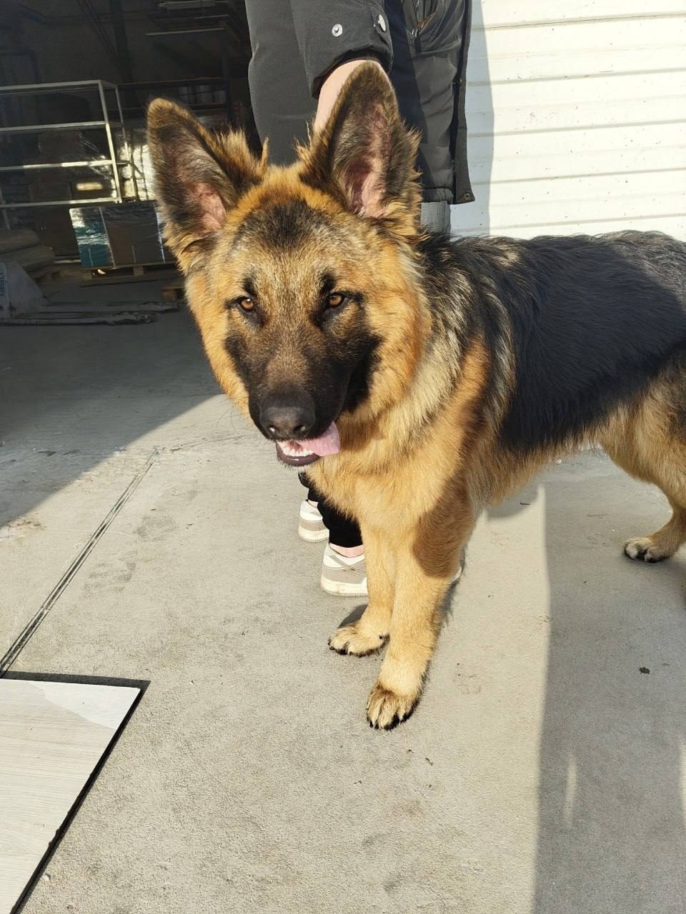 Найдена собака в Ейске — фото объявления