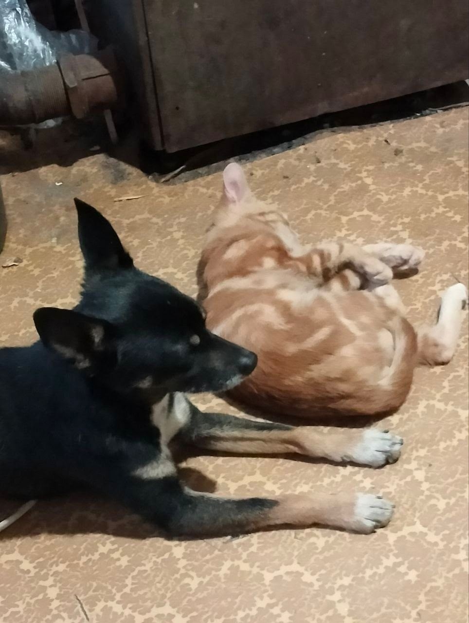 Пропала собака в Ейске — фото объявления