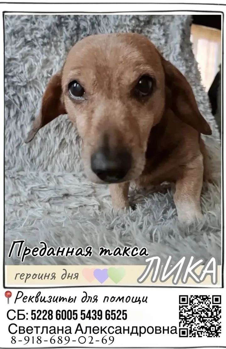 Найдена собака в Ейске — фото объявления