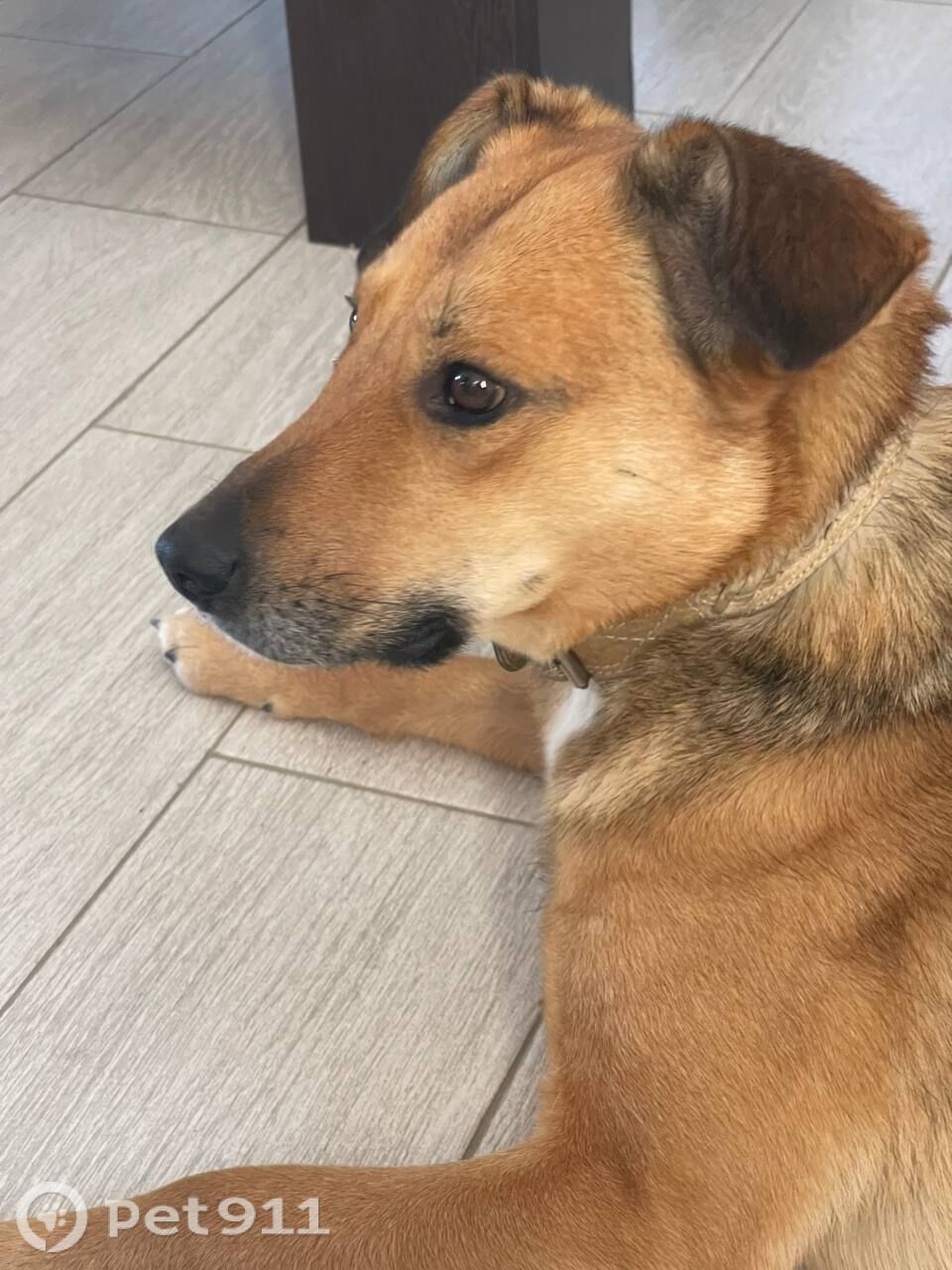 Пропала собака в Ейске — фото объявления