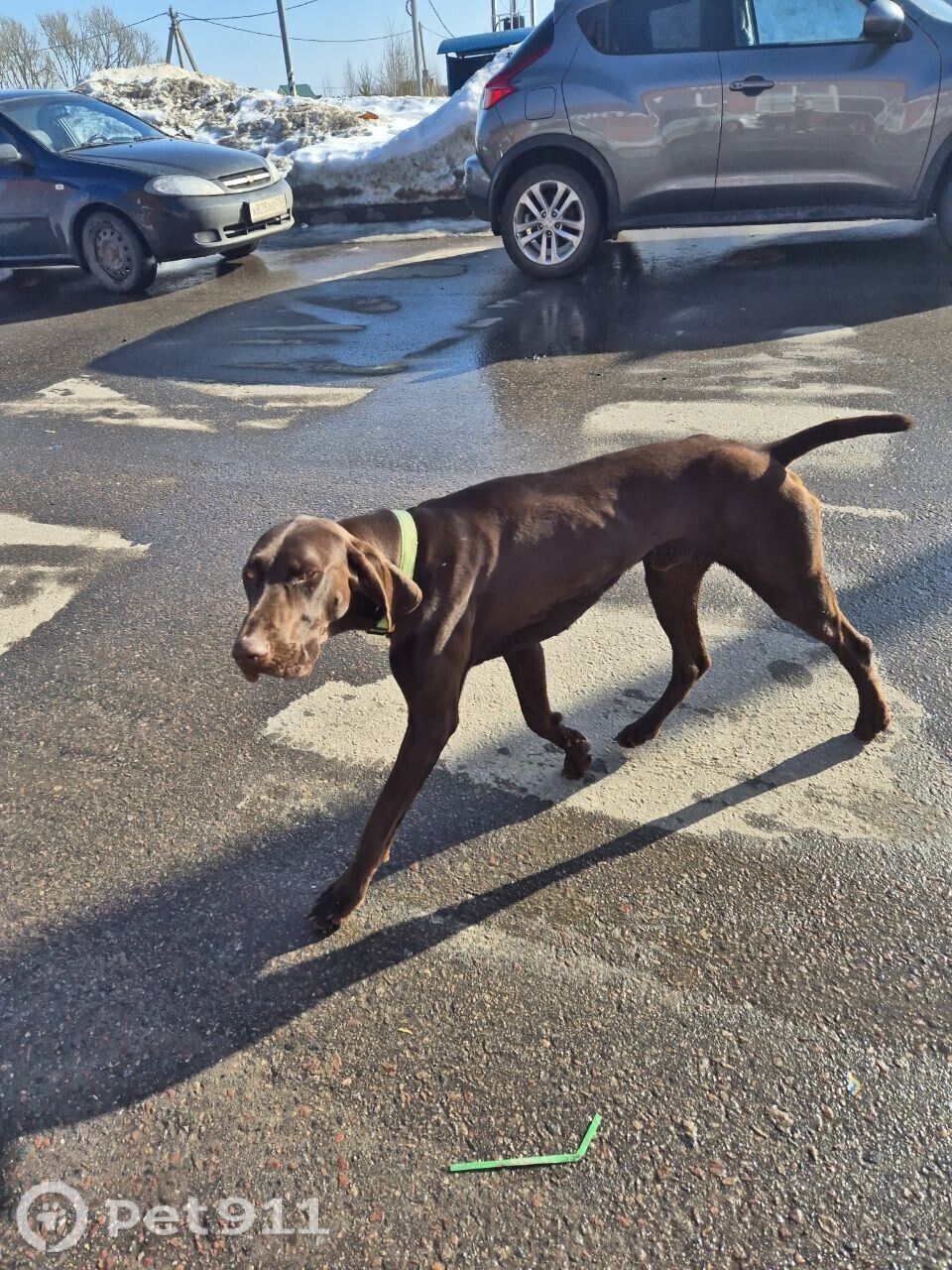 Найдена собака в Ейске — фото объявления