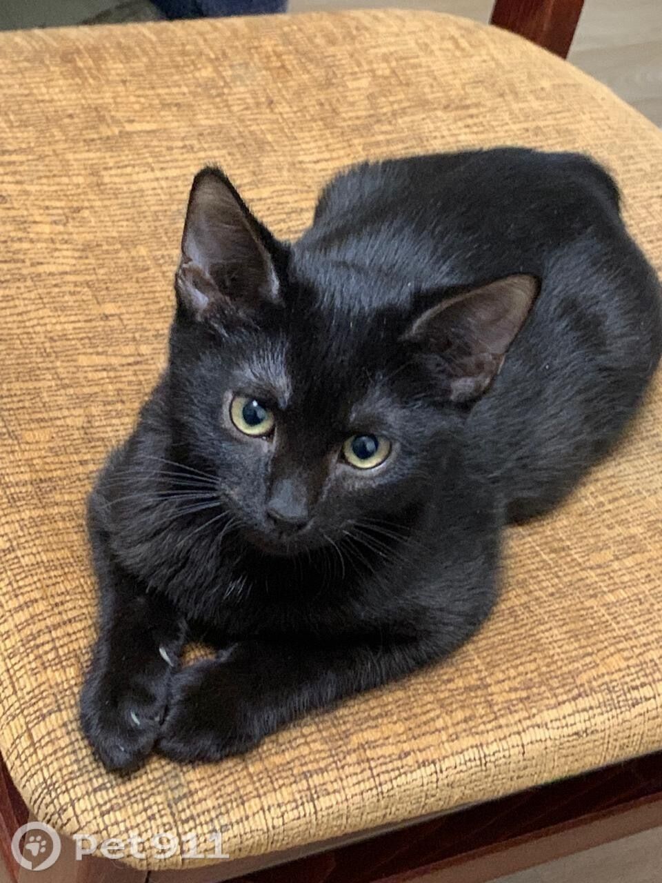 Пропала кошка в Ейске — фото объявления