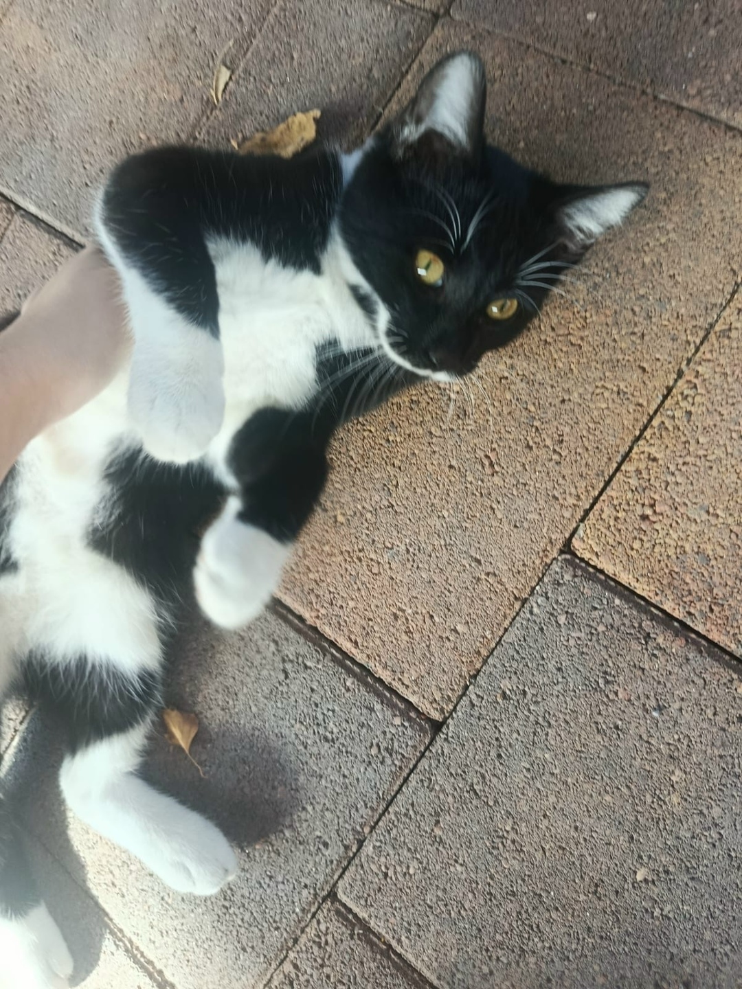 Пропала кошка в Ессентуках — фото объявления