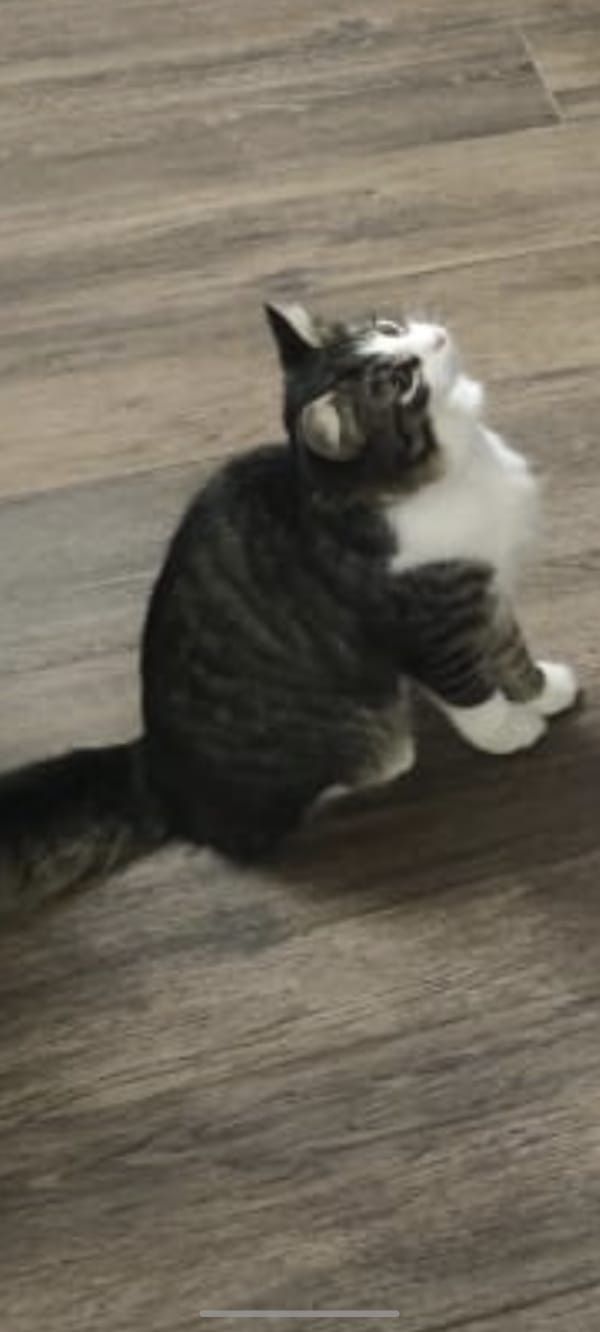 Пропала кошка в Ессентуках — фото объявления