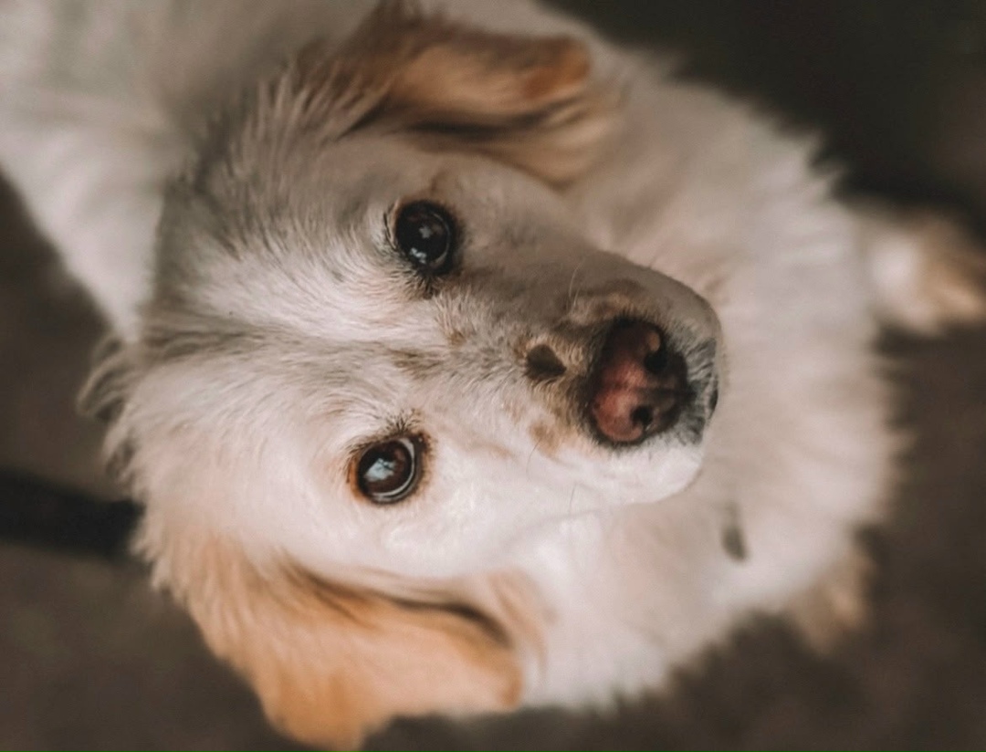 Пропала собака в Ессентуках — фото объявления