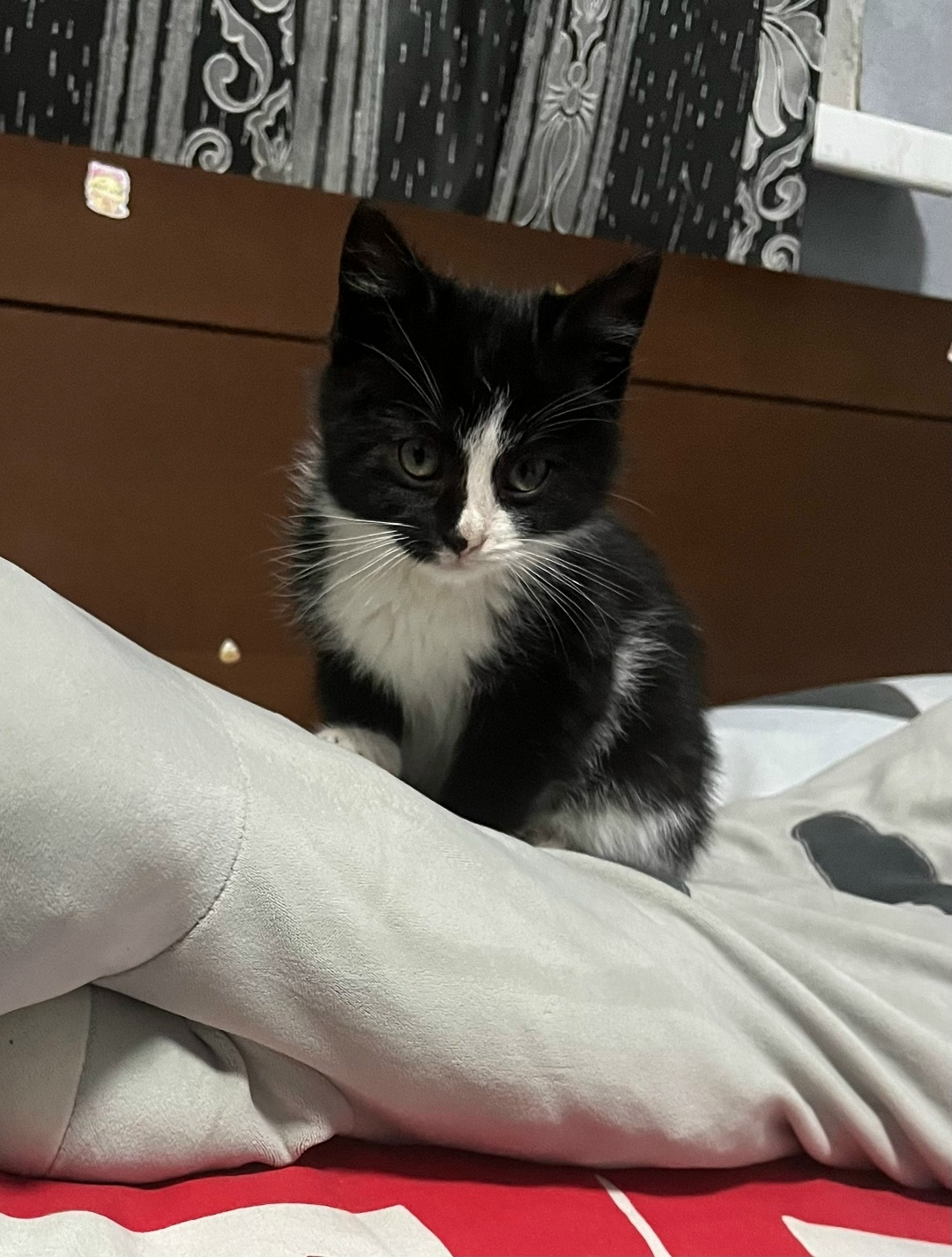 Пропала кошка в Ессентуках — фото объявления