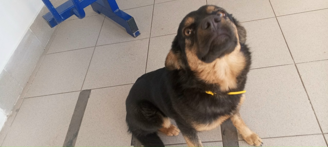 Пропала собака в Ессентуках — фото объявления