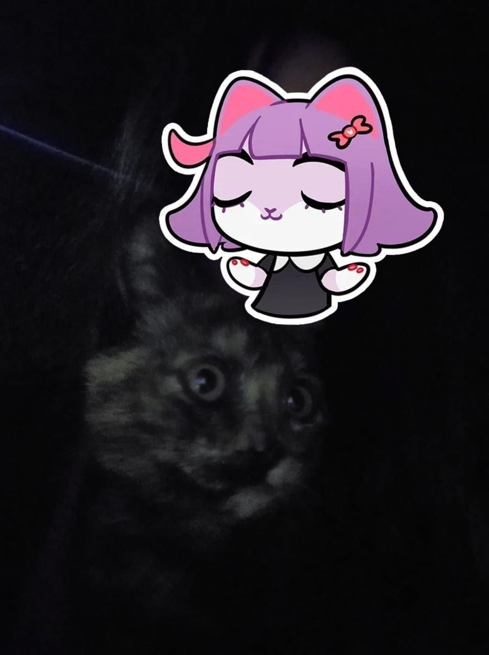 Найдена кошка в Ессентуках — фото объявления