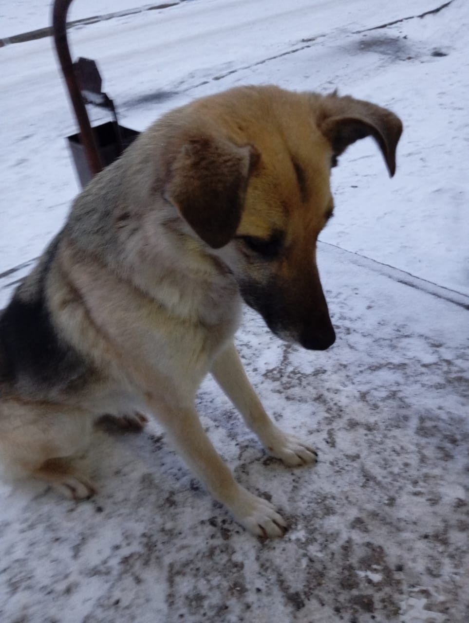 Пропала собака в Ессентуках — фото объявления