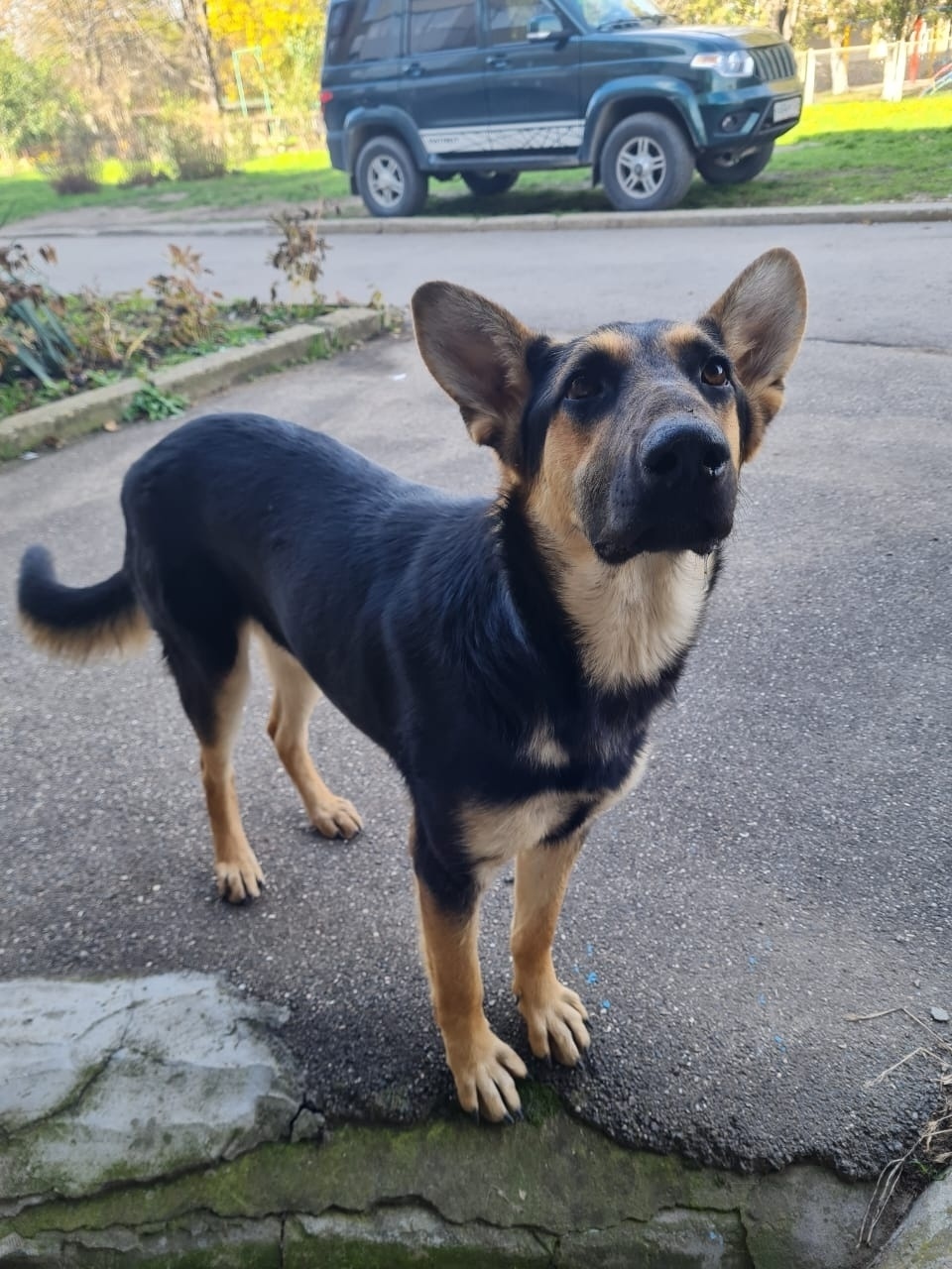 Пропала собака в Ессентуках — фото объявления