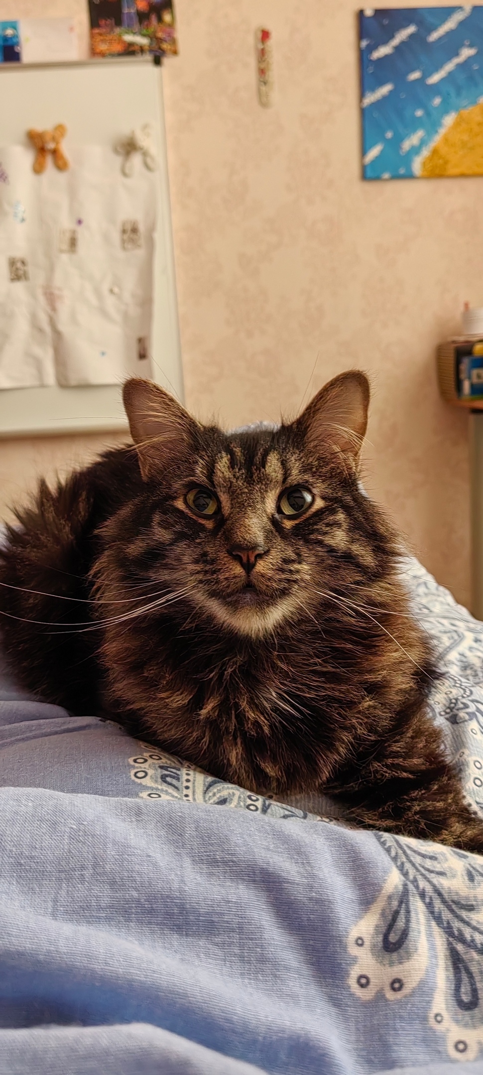 Пропала кошка в Ессентуках — фото объявления