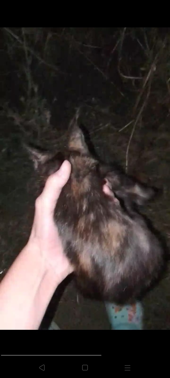 Найдена кошка в Ессентуках — фото объявления