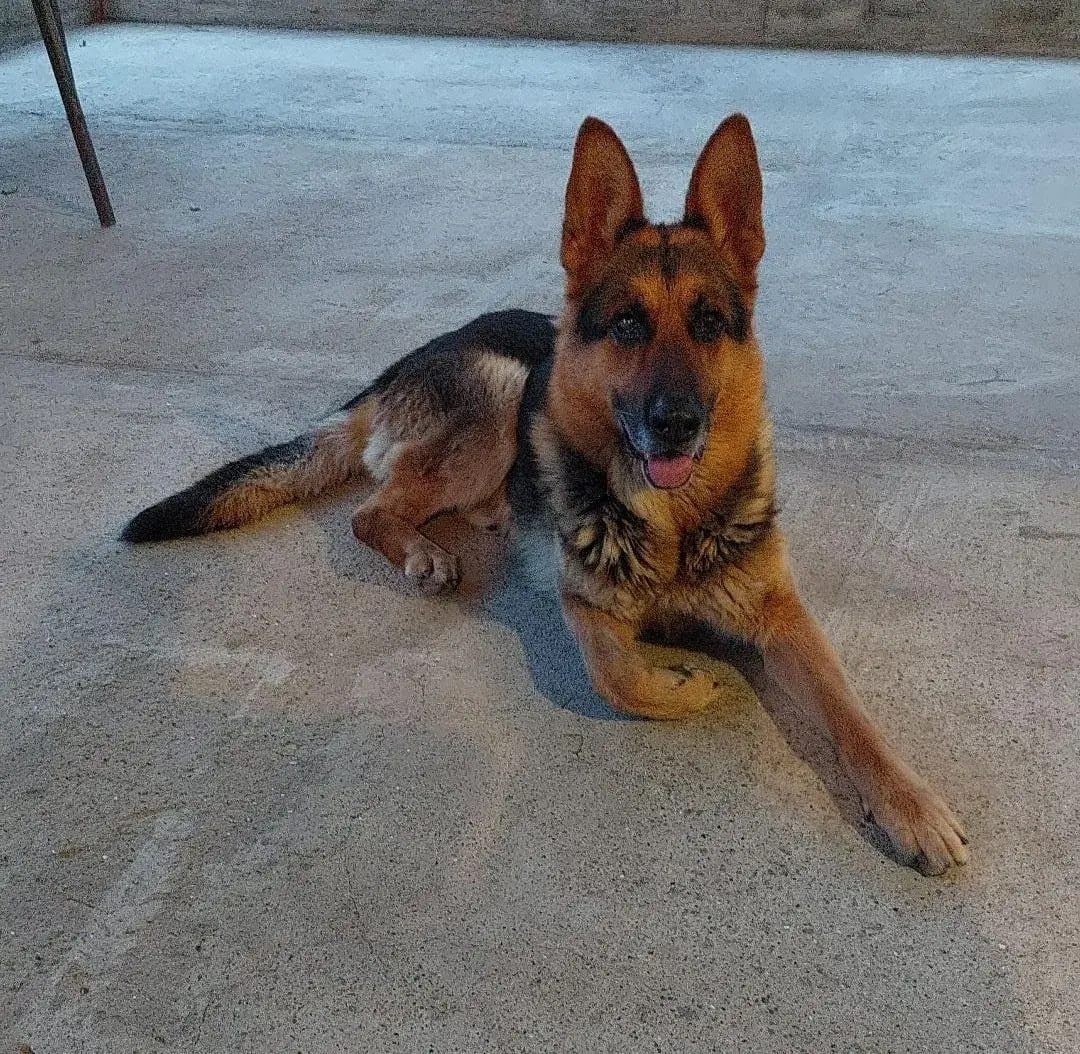 Пропала собака в Ессентуках — фото объявления