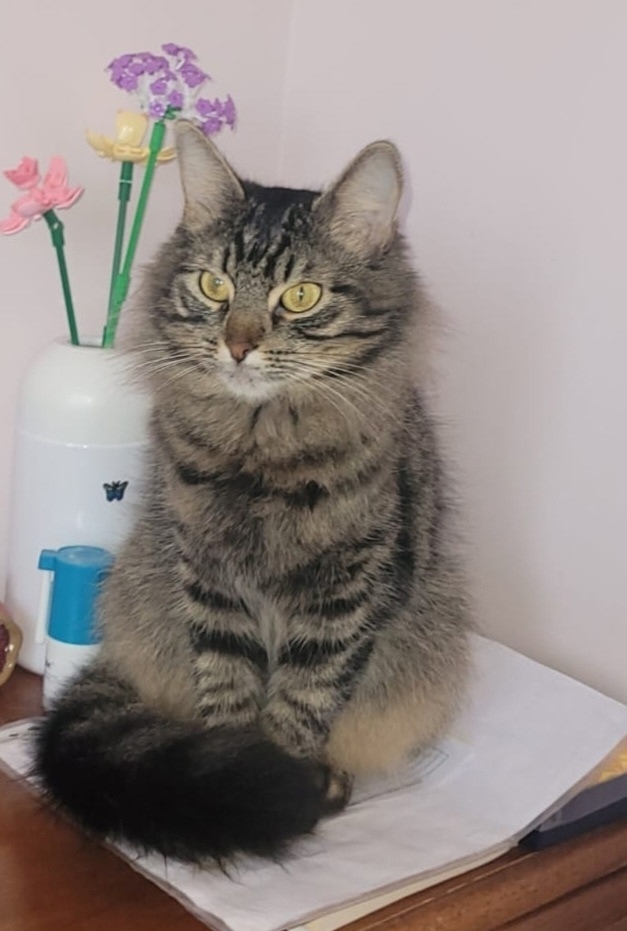 Пропала кошка в Ессентуках — фото объявления