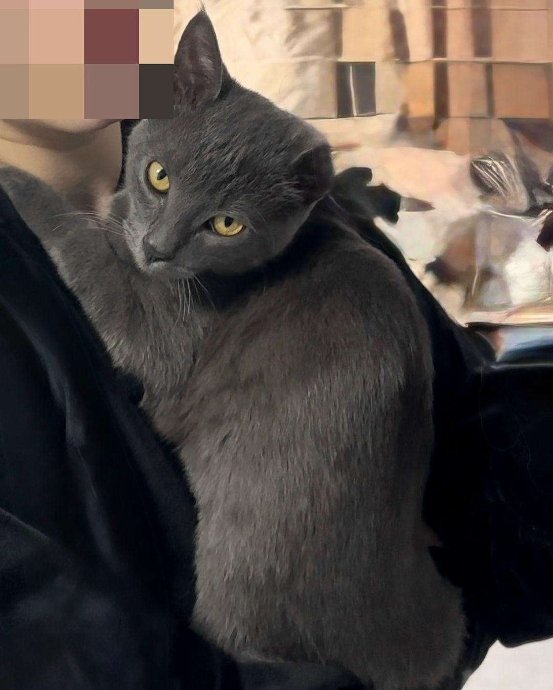 Пропала кошка в Ессентуках — фото объявления