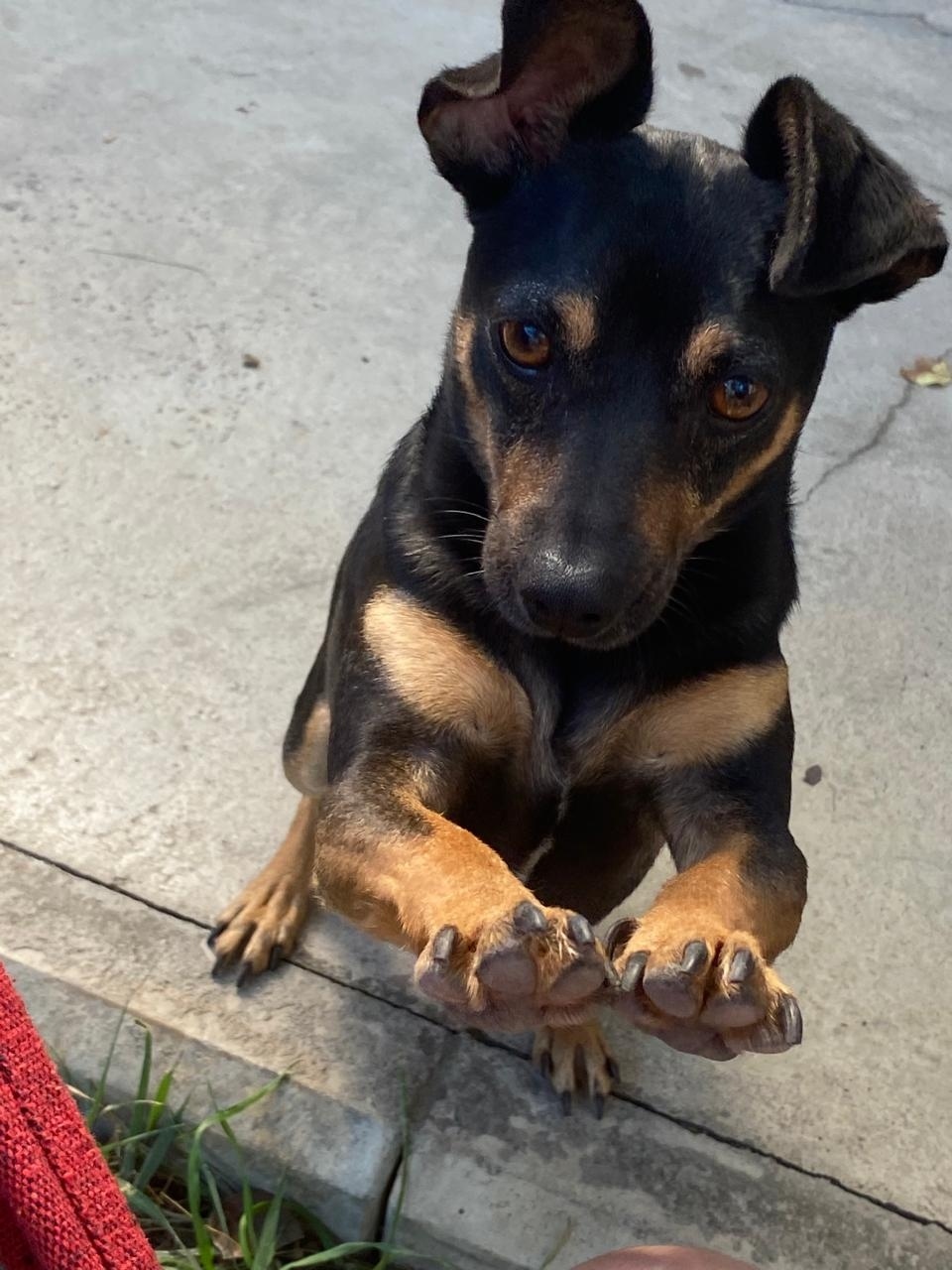 Пропала собака в Ессентуках — фото объявления