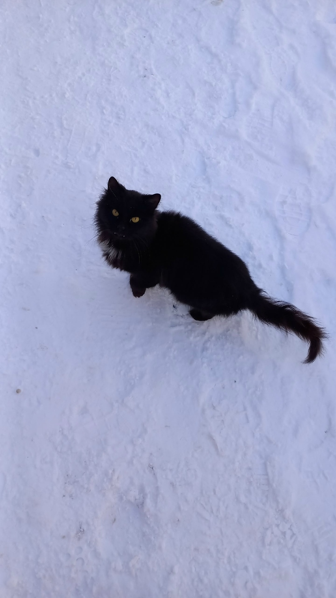 Пропала кошка в Ессентуках — фото объявления