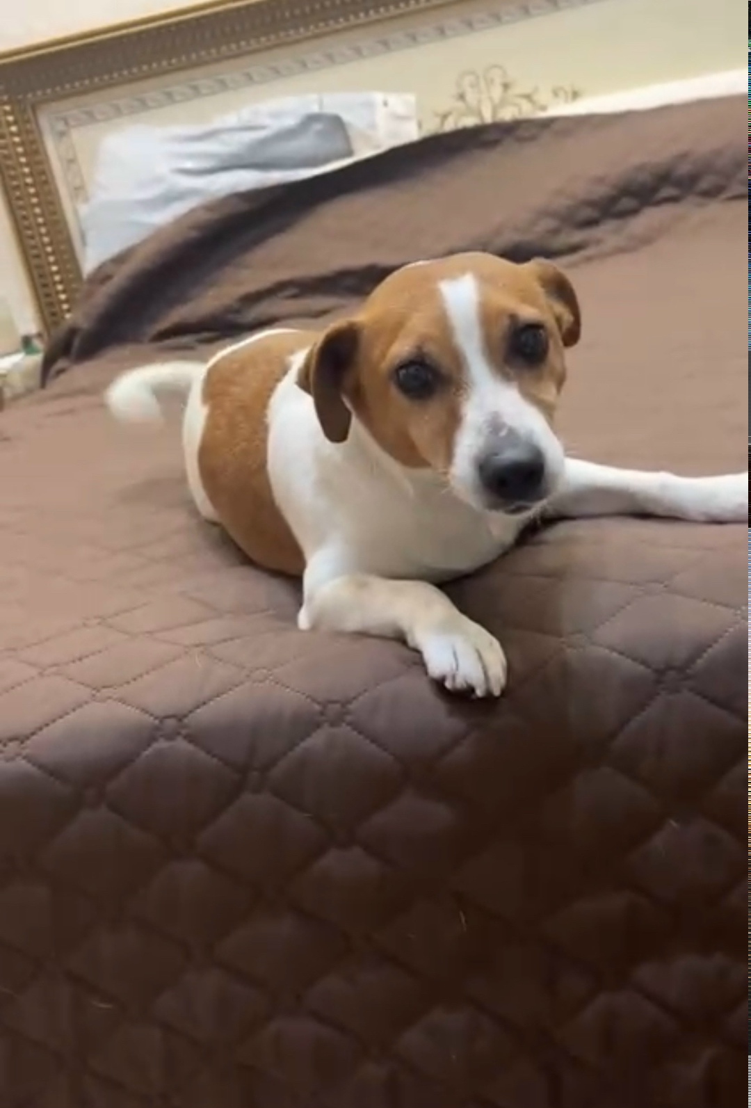 Найдена собака в Ессентуках — фото объявления