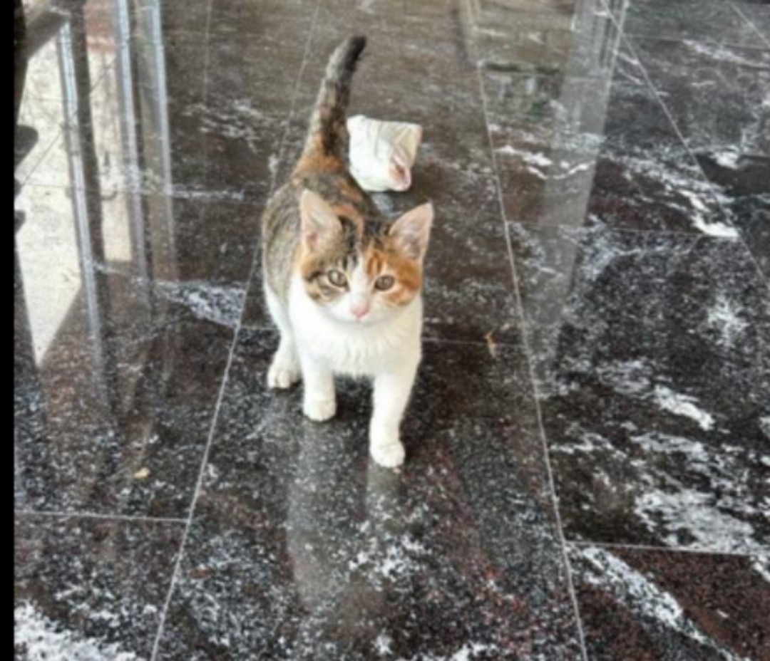 Найдена собака в Ессентуках — фото объявления