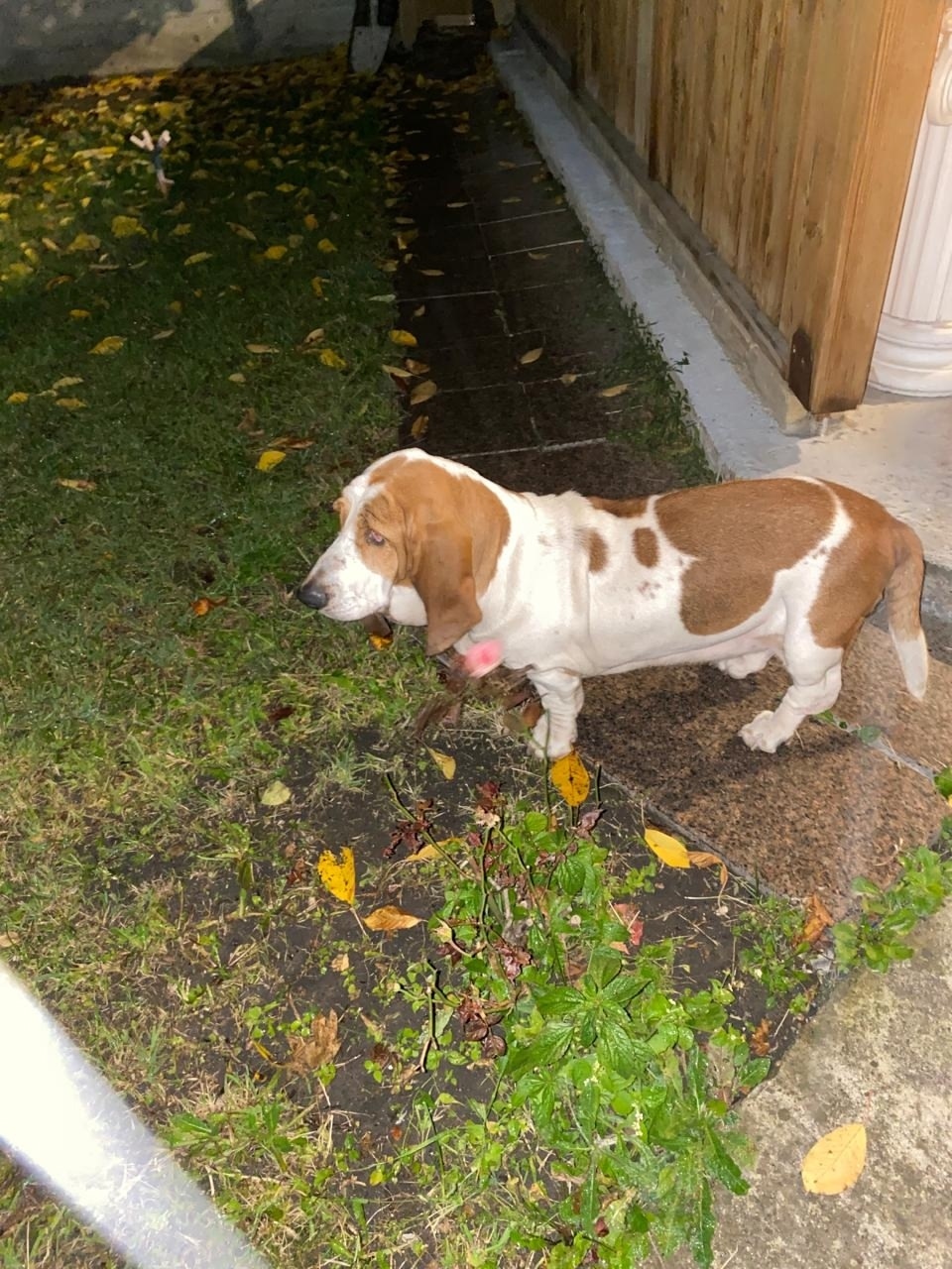 Найдена собака в Ессентуках — фото объявления