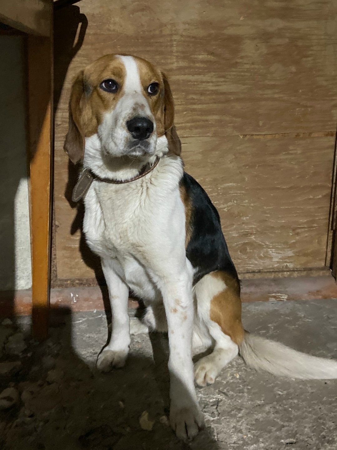 Найдена собака в Ессентуках — фото объявления