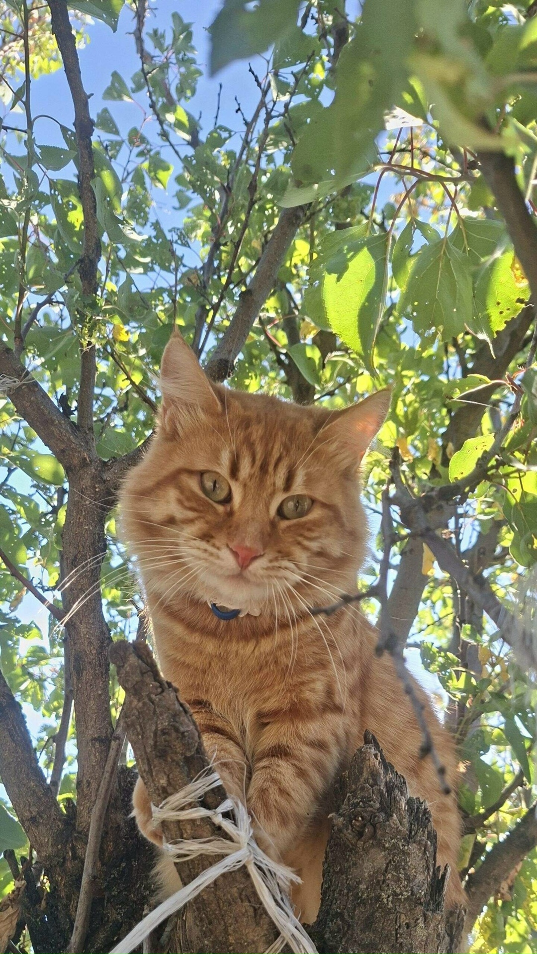 Пропала кошка в Ессентуках — фото объявления