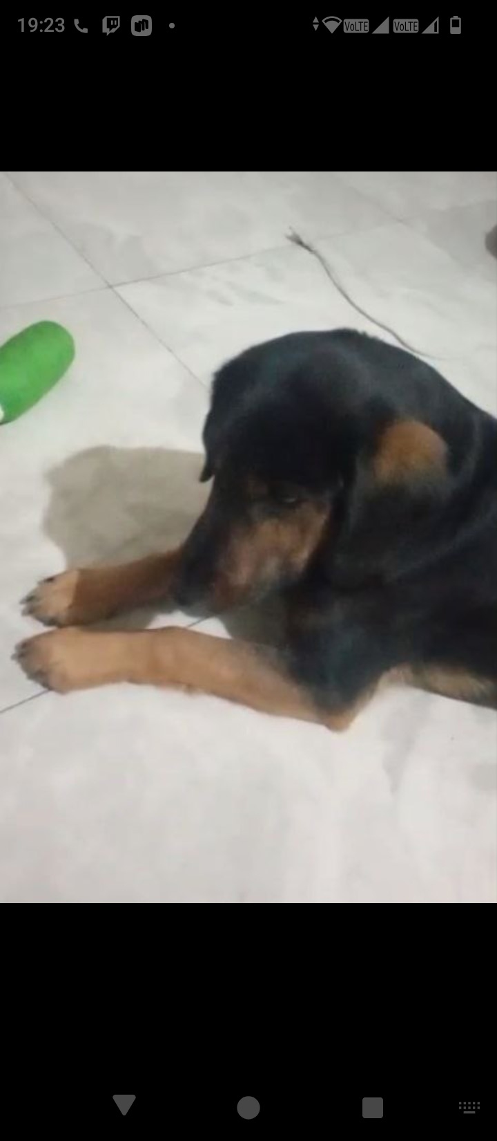 Пропала собака в Ессентуках — фото объявления