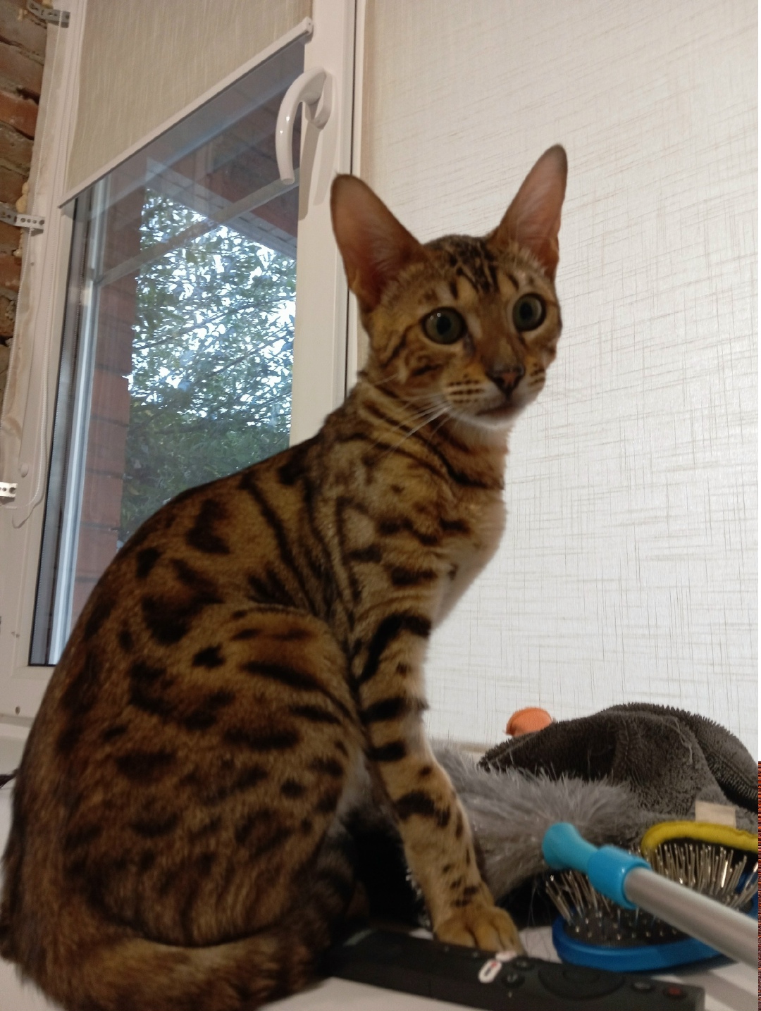 Пропала кошка в Ессентуках — фото объявления